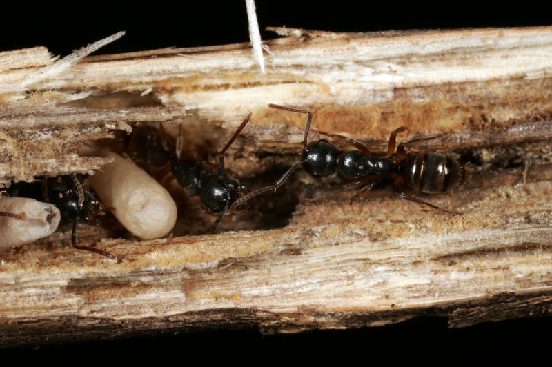 File:Shattuck C16458-1, ANIC32-030620, Camponotus, Cairns, Qld.jpg