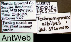 Technomyrmex difficilis casent0003318 label 1.jpg