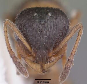 Temnothorax texanus casent0104062 head 1.jpg