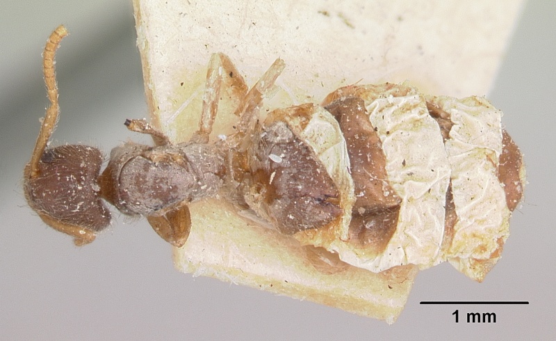 File:Bothriomyrmex atlantis casent0103282 dorsal 1.jpg