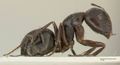 Camponotus cameratus focol2326 p 2 high.jpg