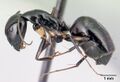 Camponotus sada casent0498922 p.jpg