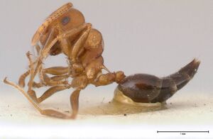 Crematogaster tricolor focol0428-2 p 1 high.jpg