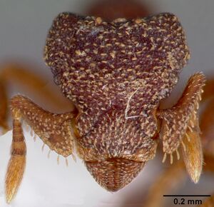 Eurhopalothrix floridana casent0006100 head 1.jpg