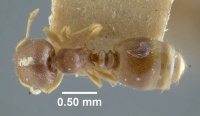 MCZ-ENT00009171 Oligomyrmex viehmeyeri had.jpg