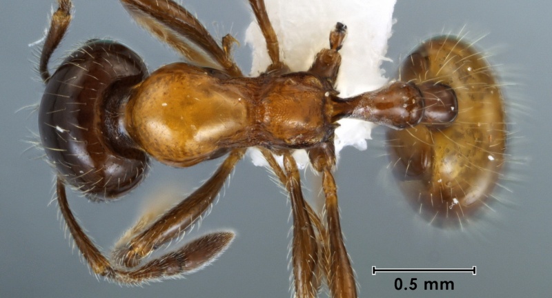 File:Monomorium kiliani ANIC32-010020 top 40-final-Antwiki.jpg