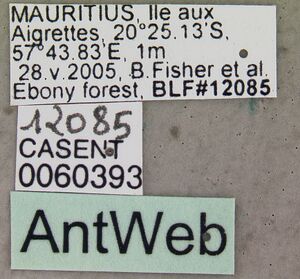 Monomorium sechellense casent0060393 label 1.jpg