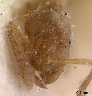 Monomorium sechellense casent0102060 head 1.jpg