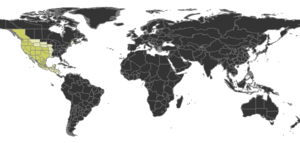 Myrmecocystus Distribution.png