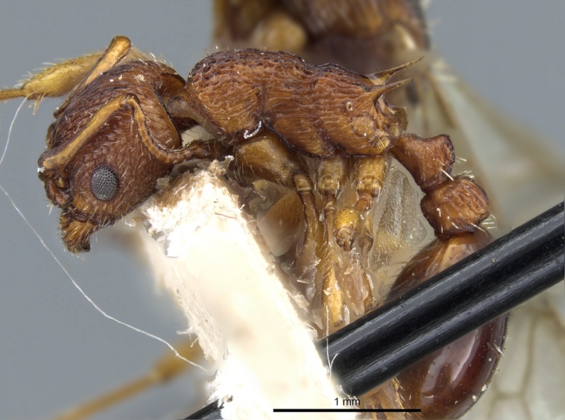 File:Myrmica salina P casent0904072.jpg