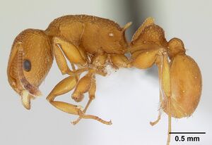 Nesomyrmex clypeatus casent0427944 p 1 high.jpg