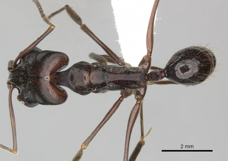 File:Odontomachus biumbonatus casent0270599 d 1 high.jpg