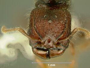 Pheidole-sayapensisHQ6.3.jpg