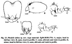 Pheidole deltea.jpg