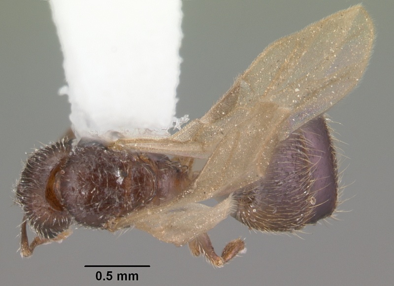 File:Pheidole flavens casent0104399 dorsal 1.jpg