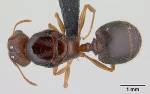 Pheidole megatron casent0147219 d 1 high.jpg