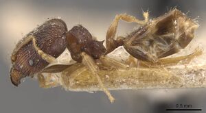 Pheidole mus casent0907977 p 1 high.jpg