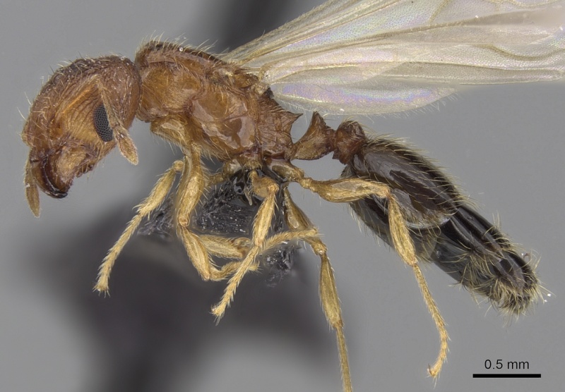 File:Pheidole parva casent0160637 p 1 high.jpg