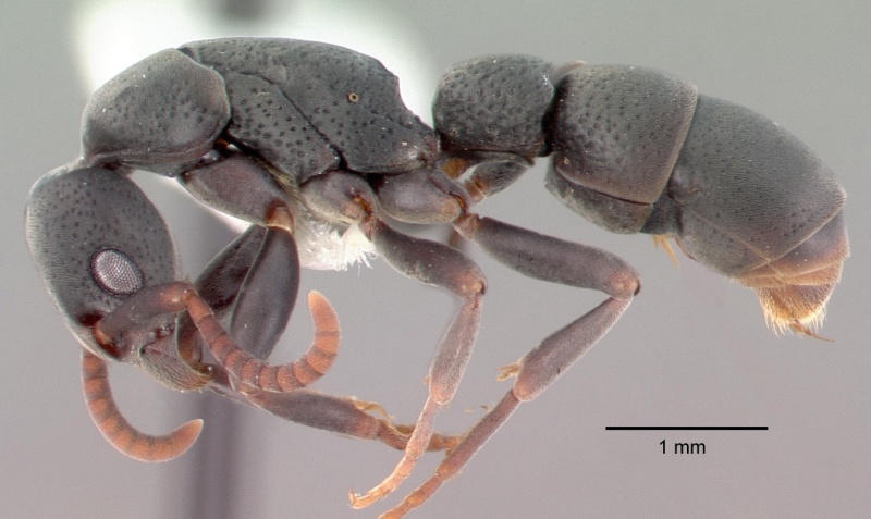 File:Platythyrea punctata psw7638-2 profile 1.jpg