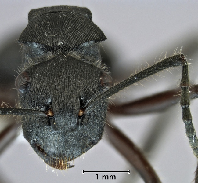 File:Polyrhachis capillata head.jpg