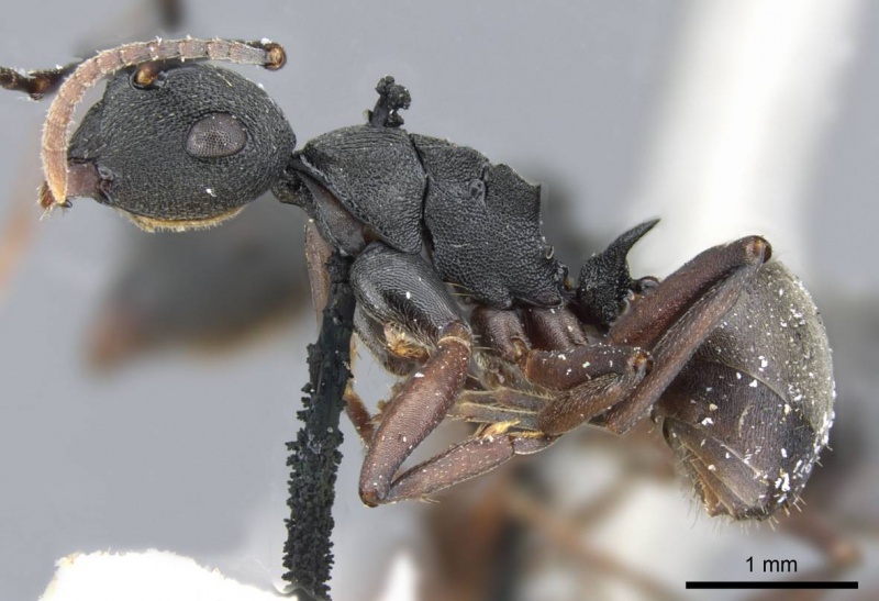 File:Polyrhachis fruhstorferi casent0905563 p 1 high.jpg