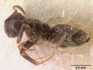 Technomyrmex difficilis casent0101080 profile 1.jpg