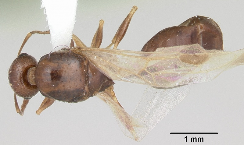 File:Temnothorax nevadensis casent0103166 dorsal 1.jpg