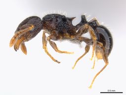 Tetramorium boltoni P casent0217068.jpg