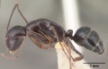 Camponotus christi foersteri casent0101441 profile 1.jpg