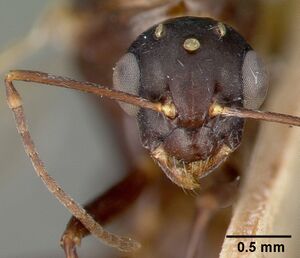 Camponotus planus castype00457-02 head 2.jpg