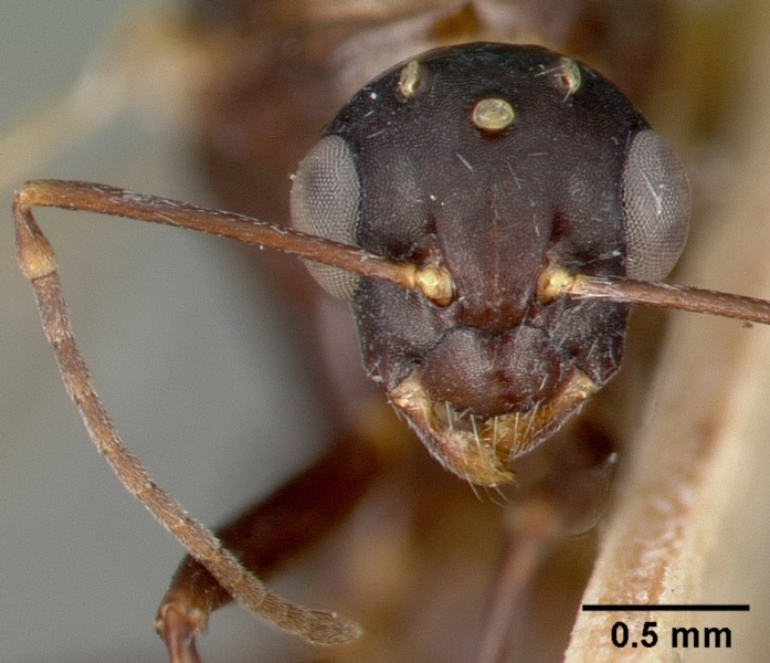 File:Camponotus planus castype00457-02 head 2.jpg