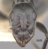 Camponotus vestitus intuens casent0910321 h 1 high.jpg