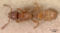 Centromyrmex feae casent0102120 dorsal 1.jpg