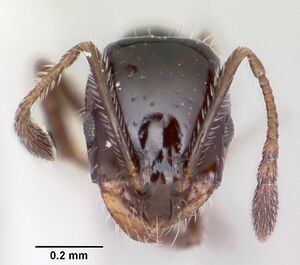 Monomorium ergatogyna casent0105771 head 1.jpg