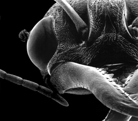 Myrmecia brevinoda (large ant) & Carebara atoma (small ant) SEM.jpg
