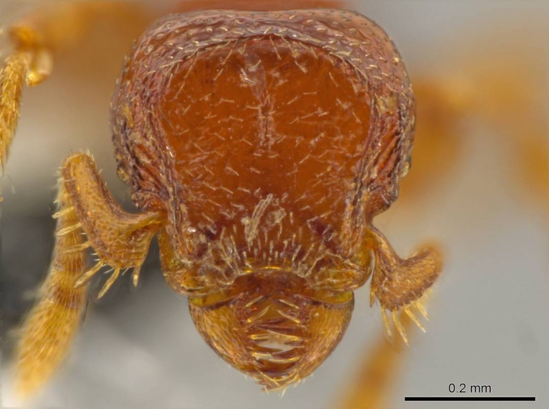 File:Octostruma ascrobis H casent0611295.jpg