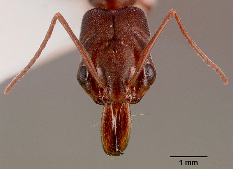 File:Odontomachus troglodytes sam-hym-c000745a head 1.jpg