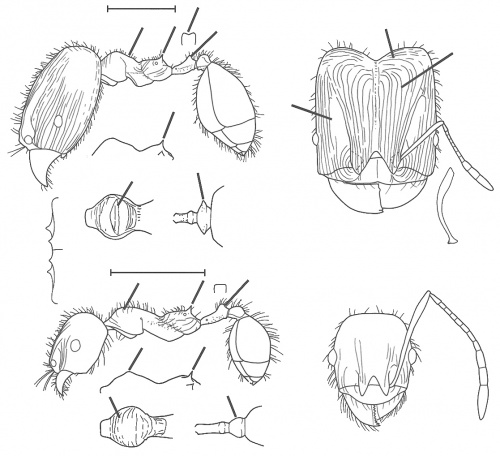 Pheidole androsana Wilson 2003.jpg