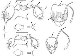 Pheidole ariel Wilson 2003.jpg