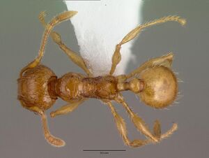 Pheidole fervens casent0008639 dorsal 1.jpg