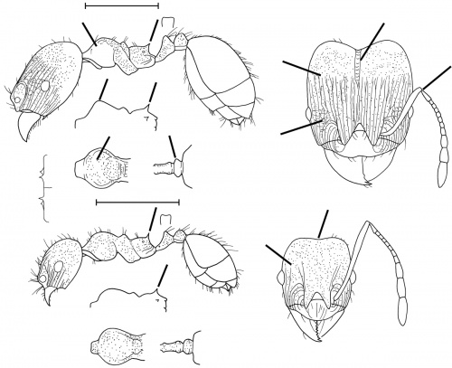 Pheidole optiva Wilson 2003.jpg