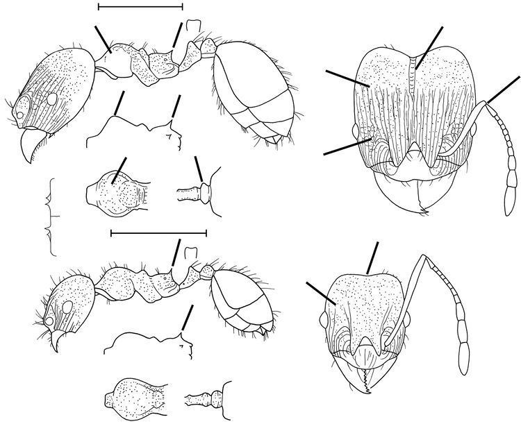 Pheidole optiva - AntWiki