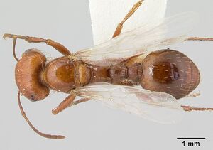 Pogonomyrmex anzensis casent0179513 dorsal 1.jpg