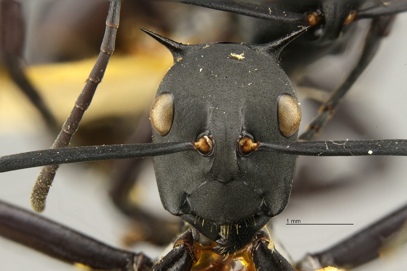 File:Polyrhachis-pressa-hef2.jpg