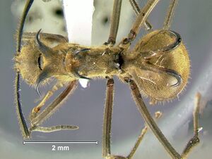 Polyrhachis-ypsilonD1.25x.jpg