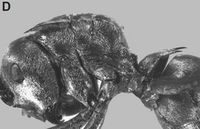 Polyrhachis festina Fig 3D.jpg