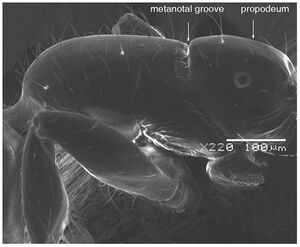 Solenopsis elhawagryi Fig 11.jpg