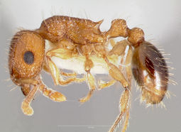 Tetramorium bicarinatum casent0005826 profile 1.jpg