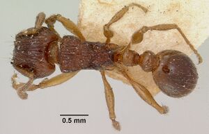 Tetramorium steinheili casent0101814 dorsal 1.jpg