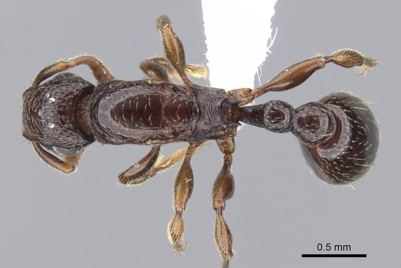 File:Tetramorium venator casent0411863 d 1 high.jpg